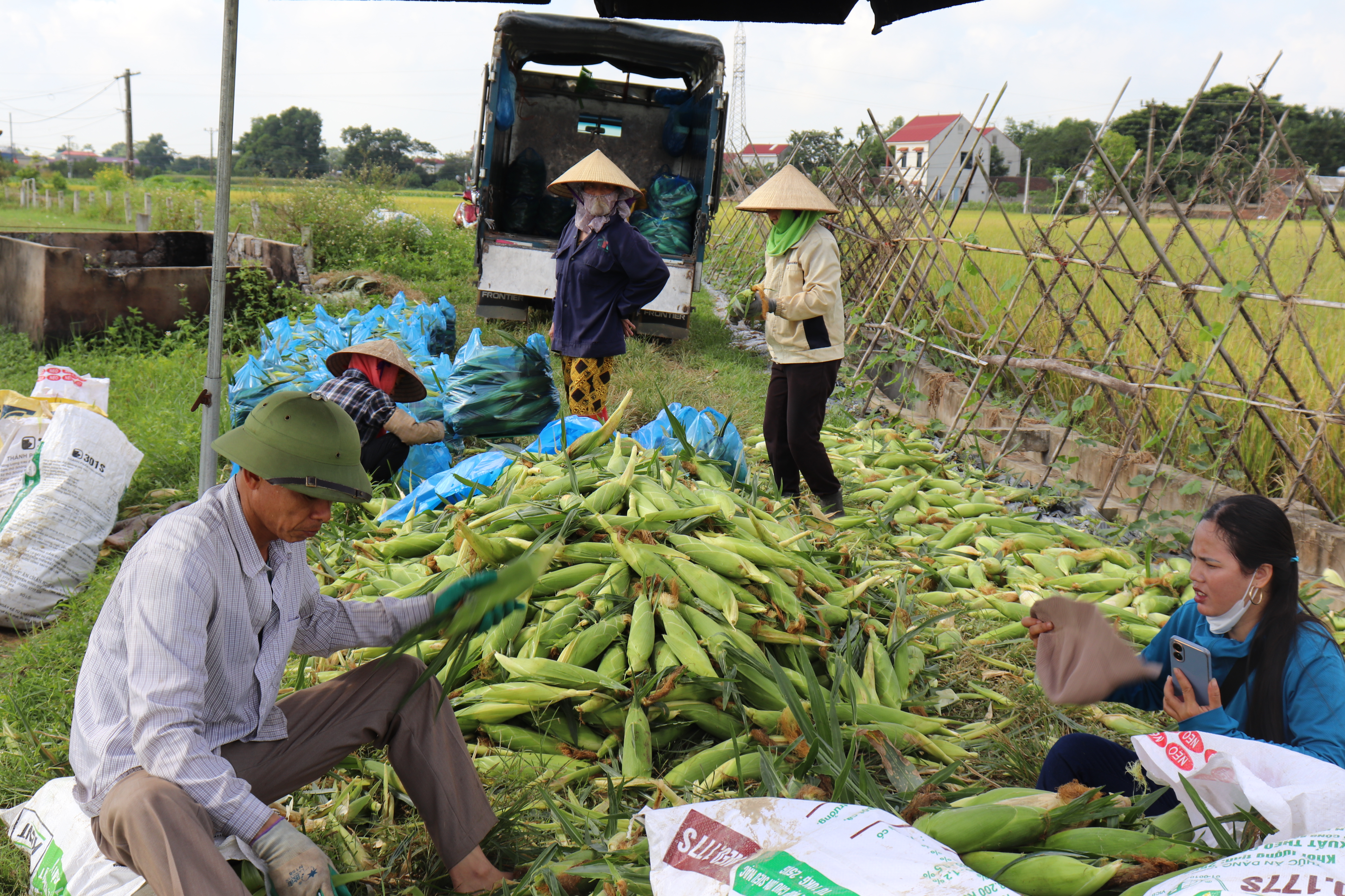 Tân Yên: Hợp tác xã sản xuất nông nghiệp Tài Linh trúng vụ ngô ngọt